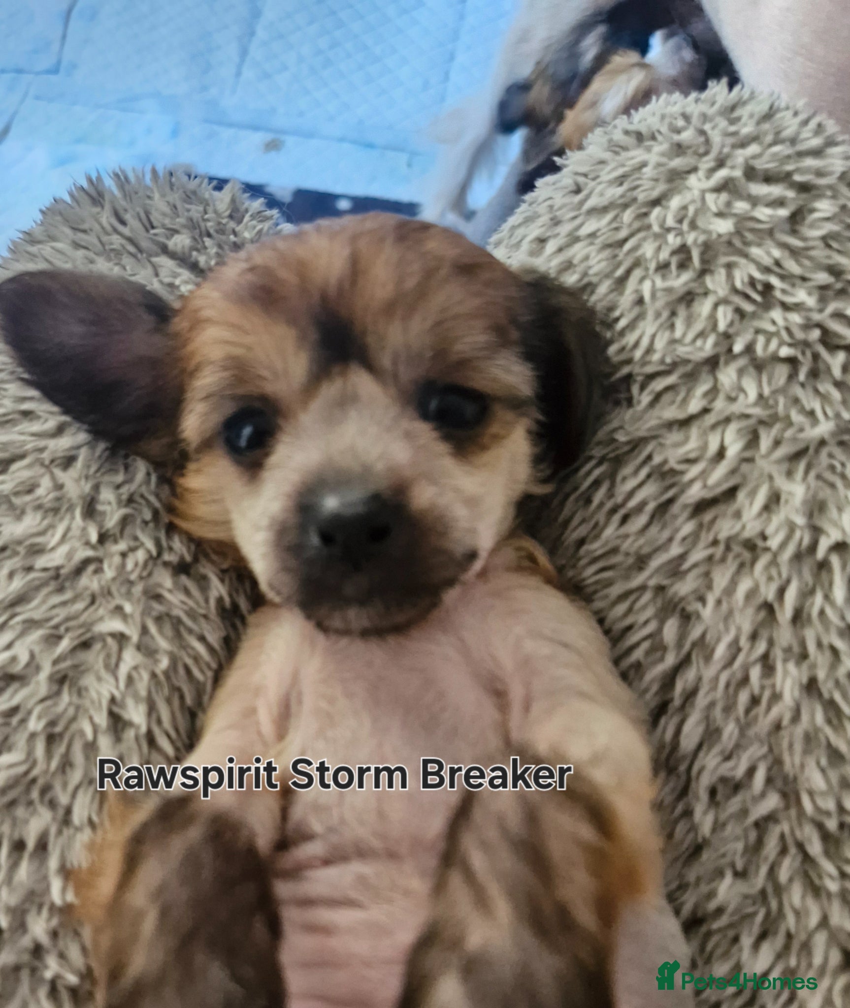 Chinese Crested dogs Hailerss girl, powder puff girl and boy  - Advert 4