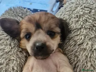 Chinese Crested dogs Hailerss girl, powder puff girl and boy - Advert 4