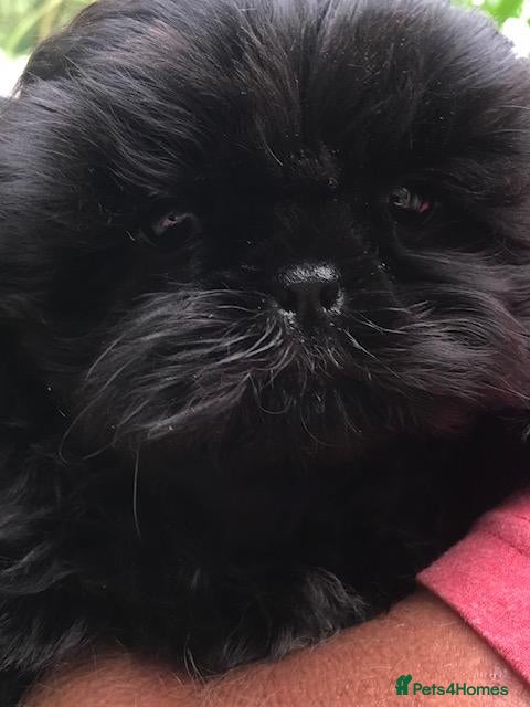 Shih Tzu dogs Pure bred KC reg pedigree shih szu puppies - Advert 2