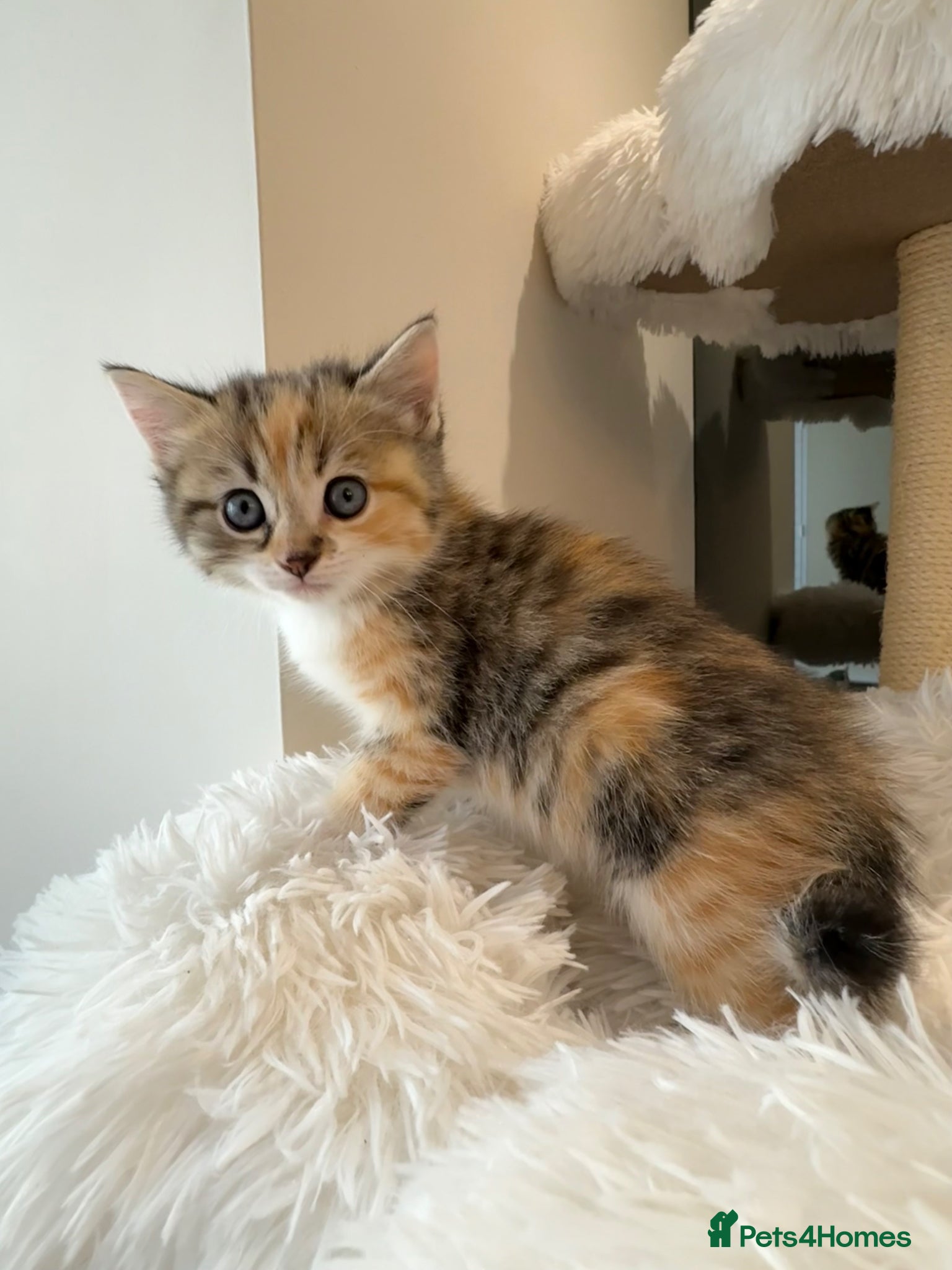Mixed Breed cats Gorgeous kittens with stunning markings - Advert 2