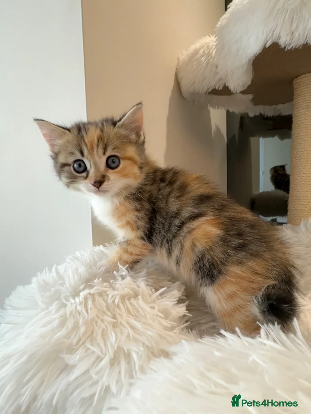 Mixed Breed cats for sale: Gorgeous kittens with stunning markings - Advert 2