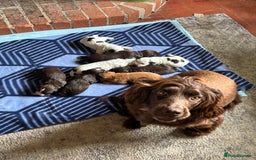 Cocker Spaniel dogs for sale: Last Working Cocker Girl - Fully Vaccinated  - Image 5