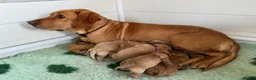 Labrador Retriever dogs for sale: Beautiful fox red  Labrador puppy’s in Wimborne - Advert 3