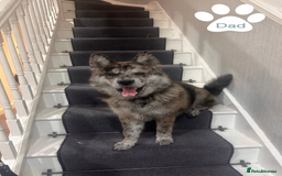 Mixed Breed dogs for sale: Beautiful German Shepherd × ChowXmalamute Puppies - Image 7