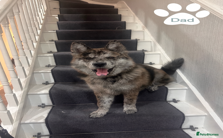 Mixed Breed dogs - Advert 8