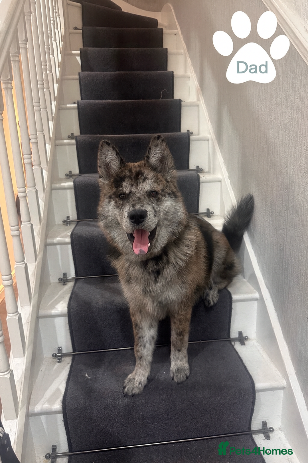 Mixed Breed dogs for sale: Beautiful German Shepherd × ChowXmalamute Puppies - Image 7