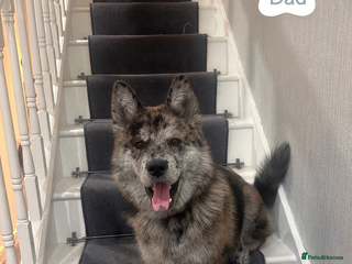 Mixed Breed dogs - Advert 1