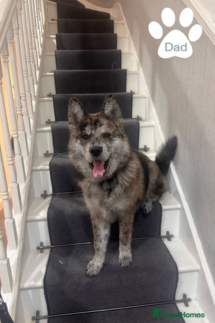 Mixed Breed dogs - Advert 2