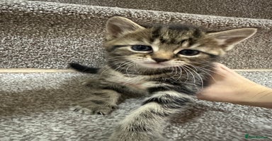 European cats Selling 4 beautiful tabbys - Advert 1