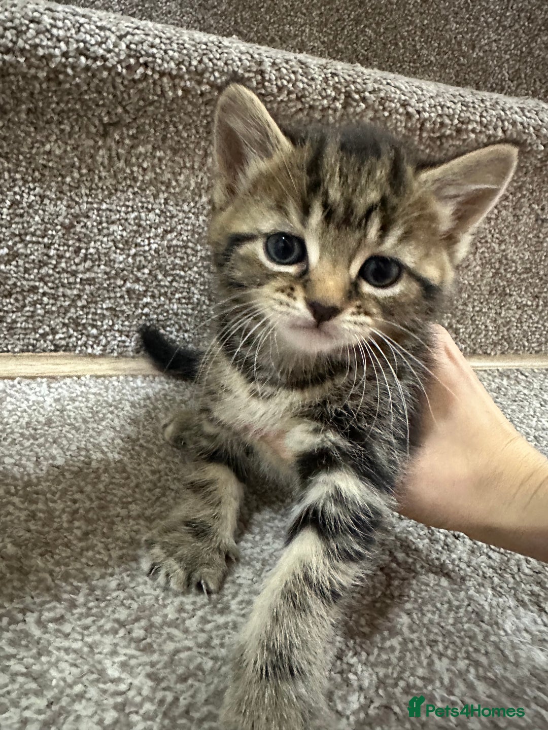 European cats for sale: Selling 4 beautiful tabbys - Advert 2