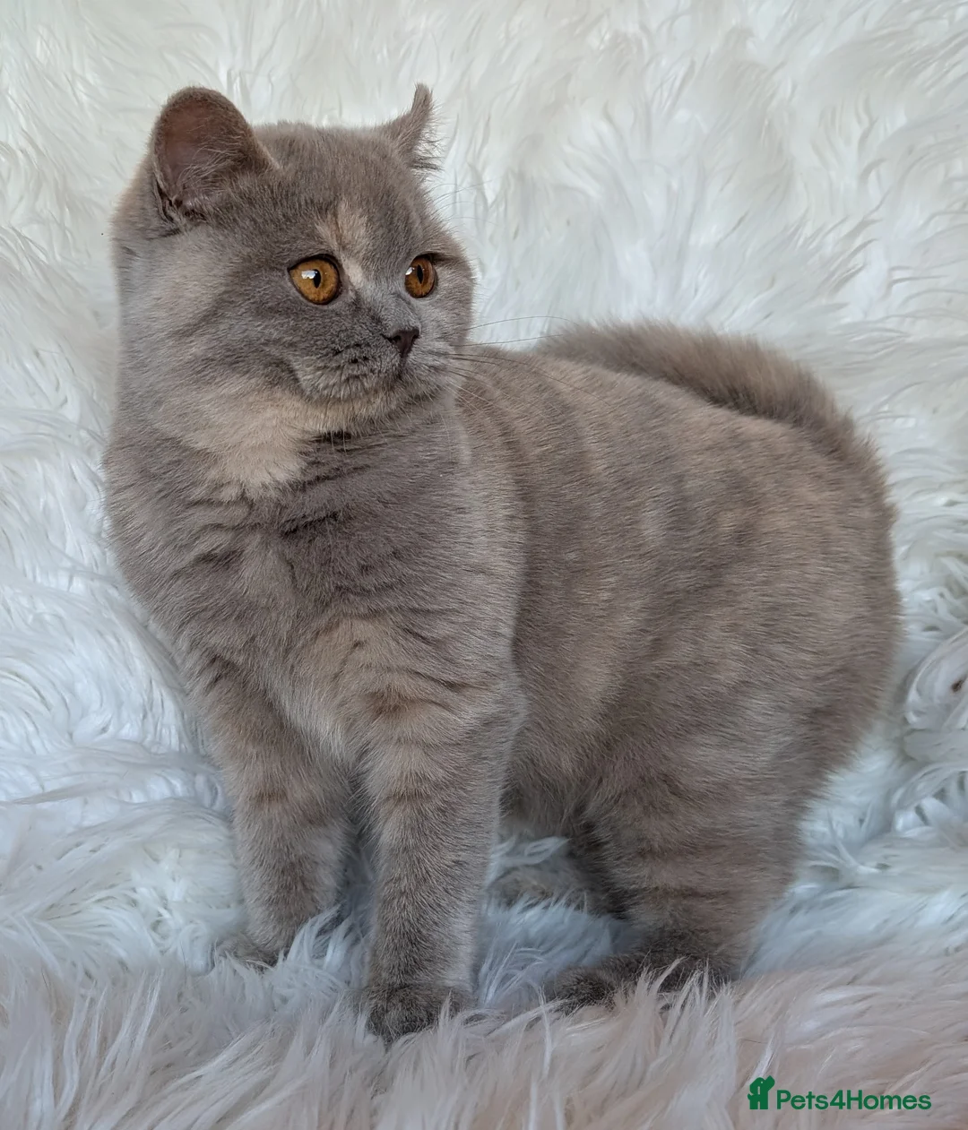 British Shorthair cats for sale: Gorgeous lilac tortie girl please read advent  - Advert 10