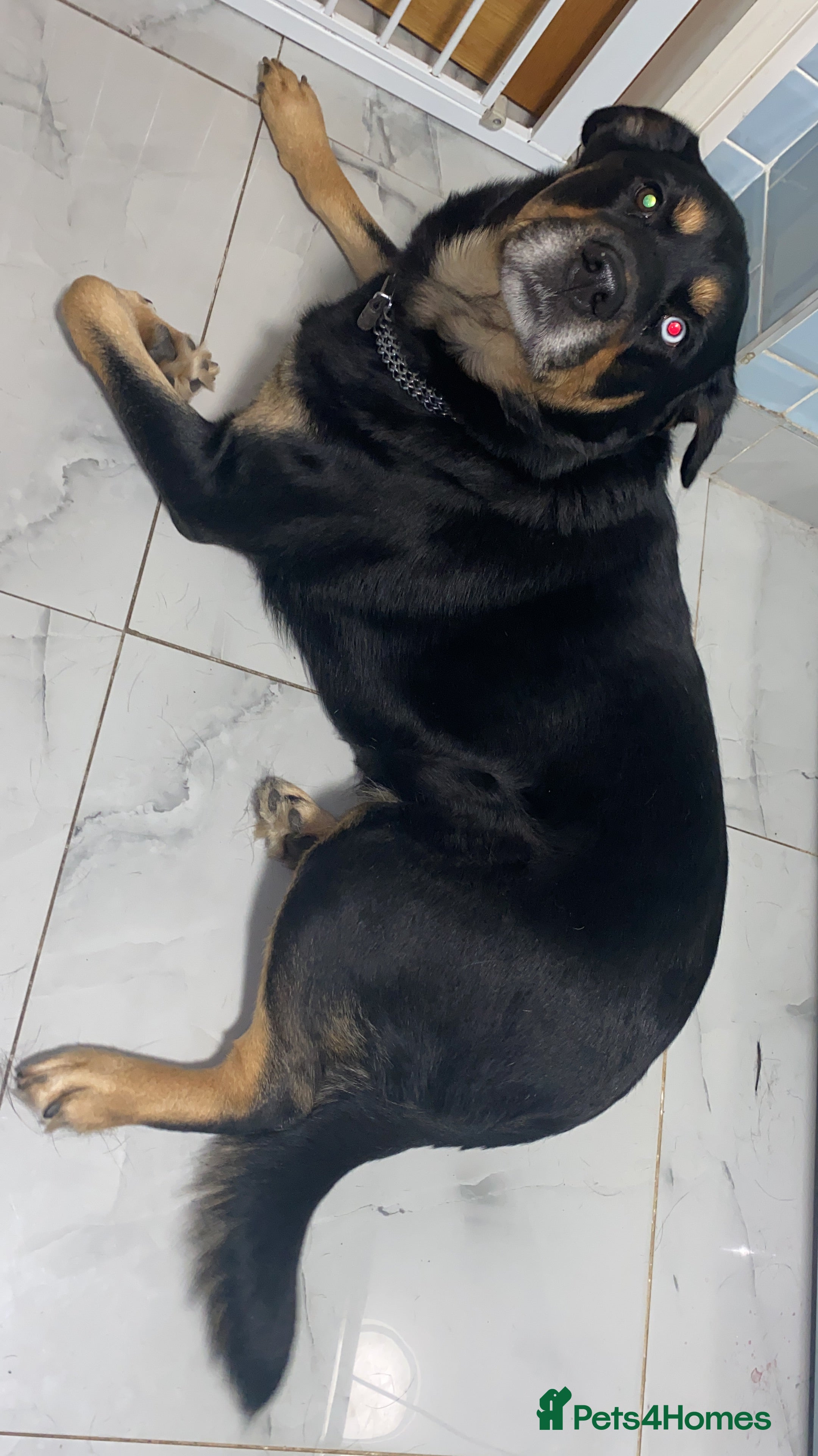 Mixed Breed dogs Blaze - Advert 19