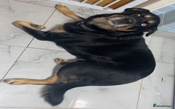 Mixed Breed dogs for sale: Blaze - Advert 1