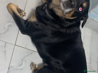 Mixed Breed dogs Blaze - Advert 1