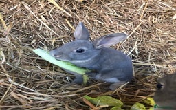 Rex rabbits for sale: Beautiful Pure Breed Velvet Mini Rex babies 🐰  - Image 4