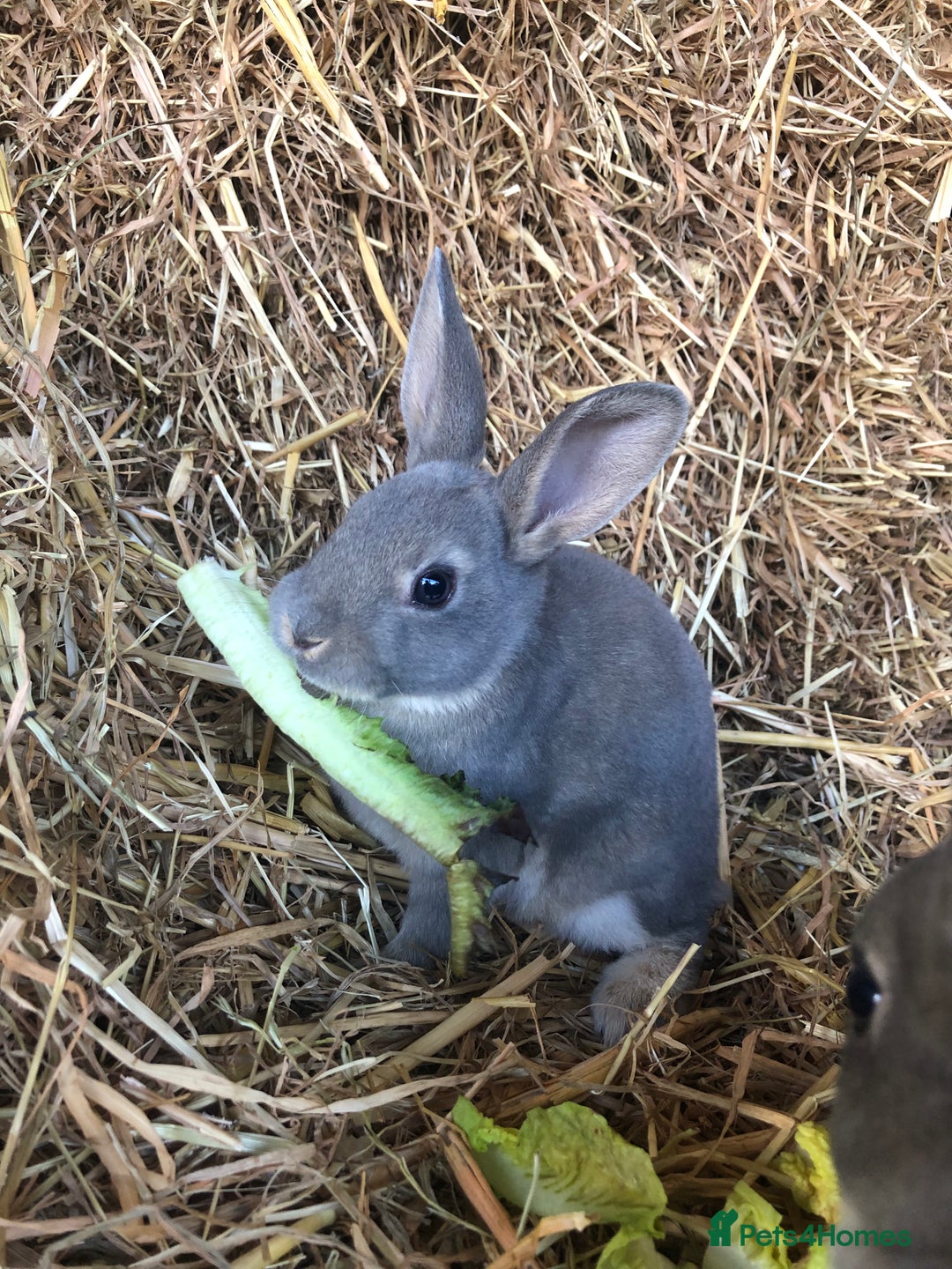 Rex rabbits for sale: Beautiful Pure Breed Velvet Mini Rex babies 🐰  - Image 4