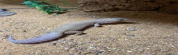 Leopard Gecko reptiles for sale: 🦎 TWO FEMALE LEOPARD GECKOS + STARTER KIT 🦎 in Horley - Advert 4