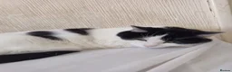 Mixed Breed cats for sale: 2 sisters  in Stoke-on-Trent - Advert 2