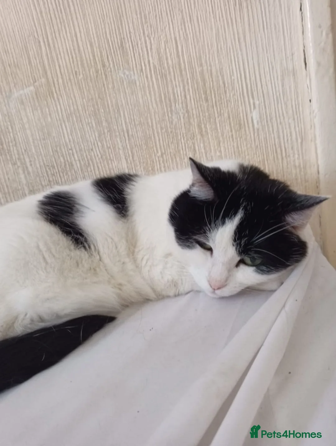 Mixed Breed cats for sale: 2 sisters  in Stoke-on-Trent - Advert 2