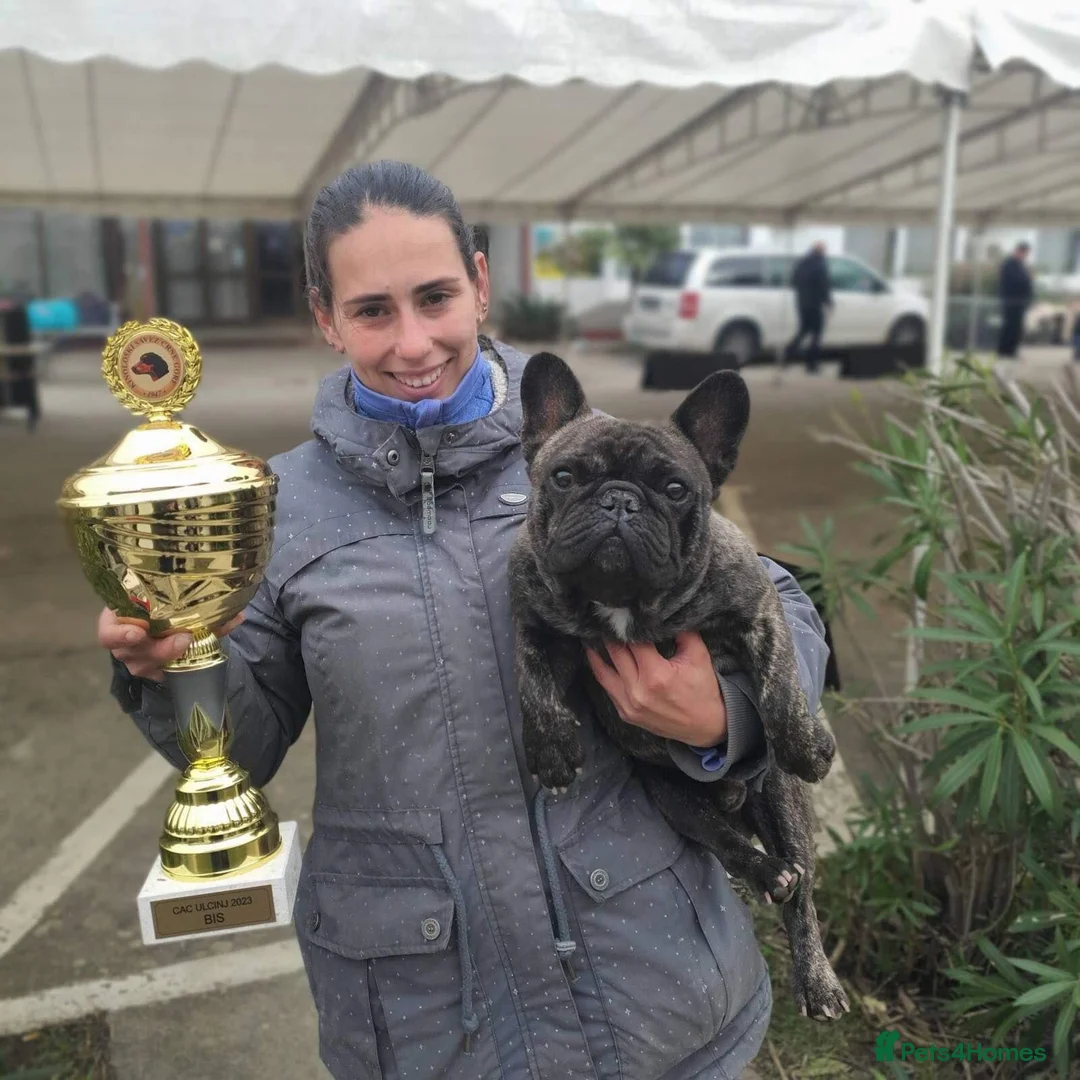 French Bulldog dogs for stud: International Champion French Bulldog at Stud - Advert 2