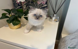 Ragdoll cats for sale: Beautiful Ragdoll Kittens - Advert 5