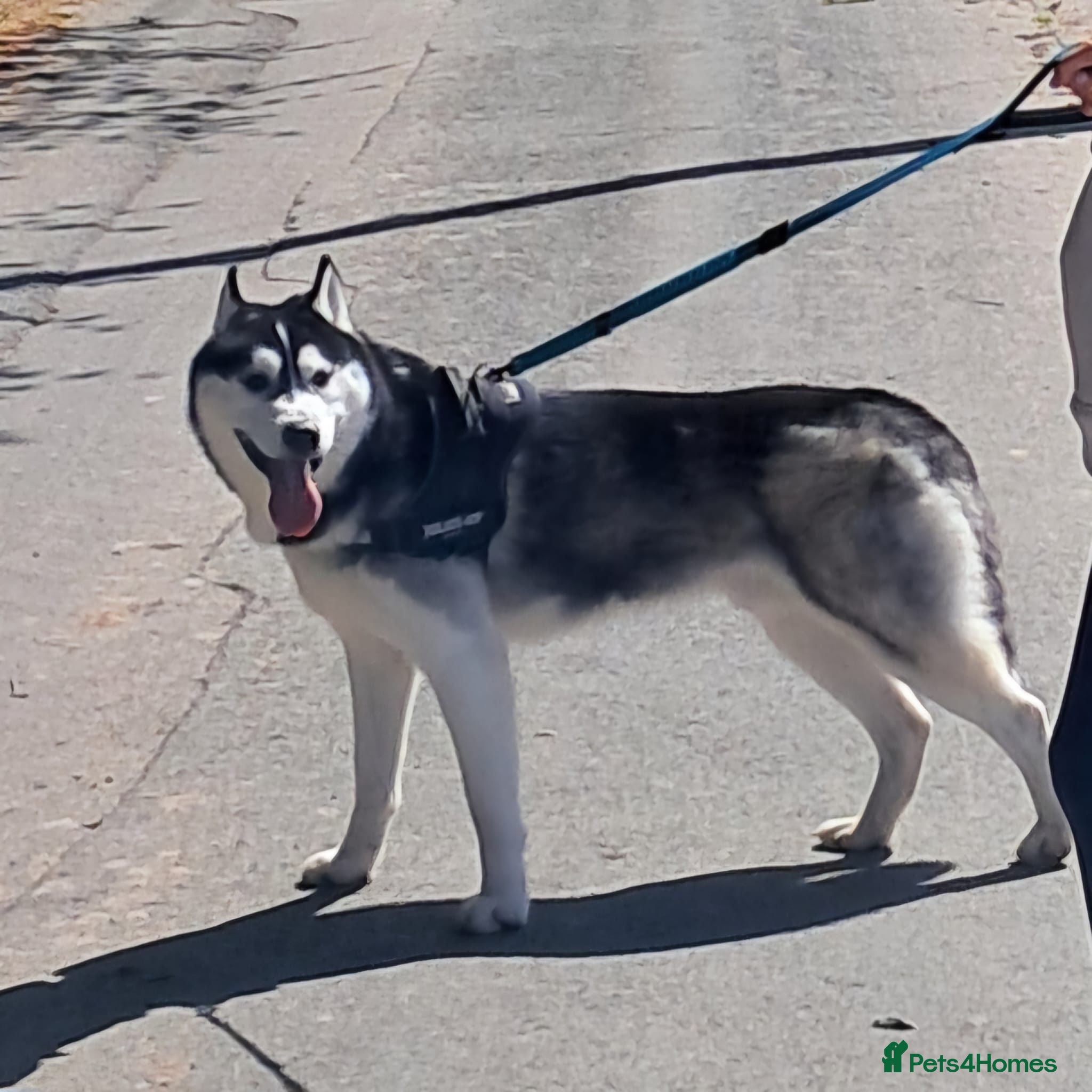 Siberian Husky dogs Husky Male - lovely dog - good with children  - Advert 5