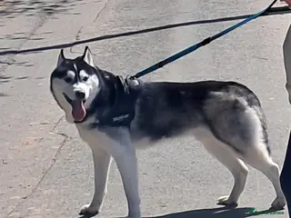 Siberian Husky dogs Husky Male - lovely dog - good with children - Advert 13