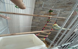Budgerigars birds for sale: Budgie and cage for sale - Image 1