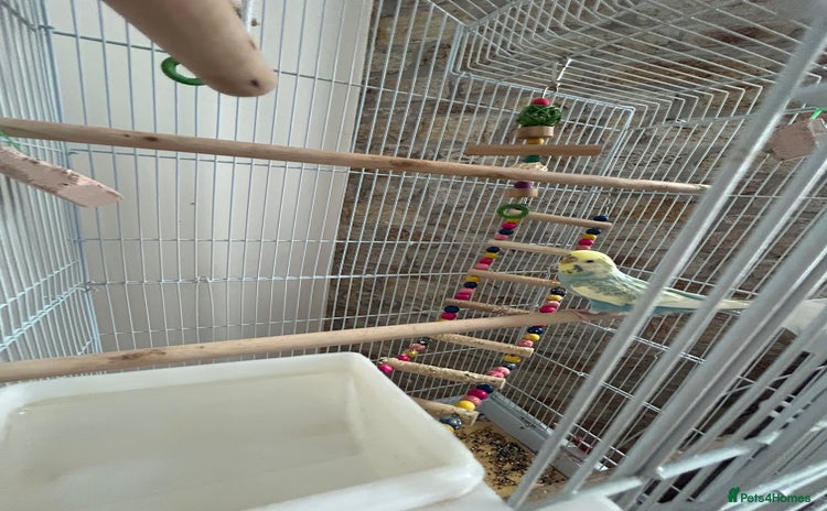 Budgerigars birds - Advert 8