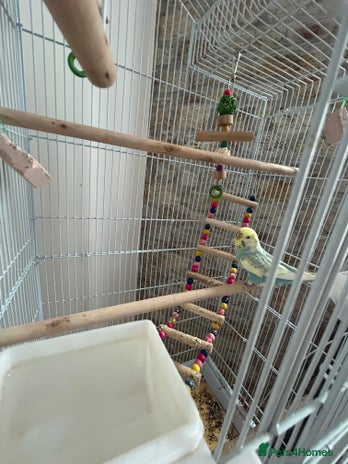 Budgerigars birds - Advert 3