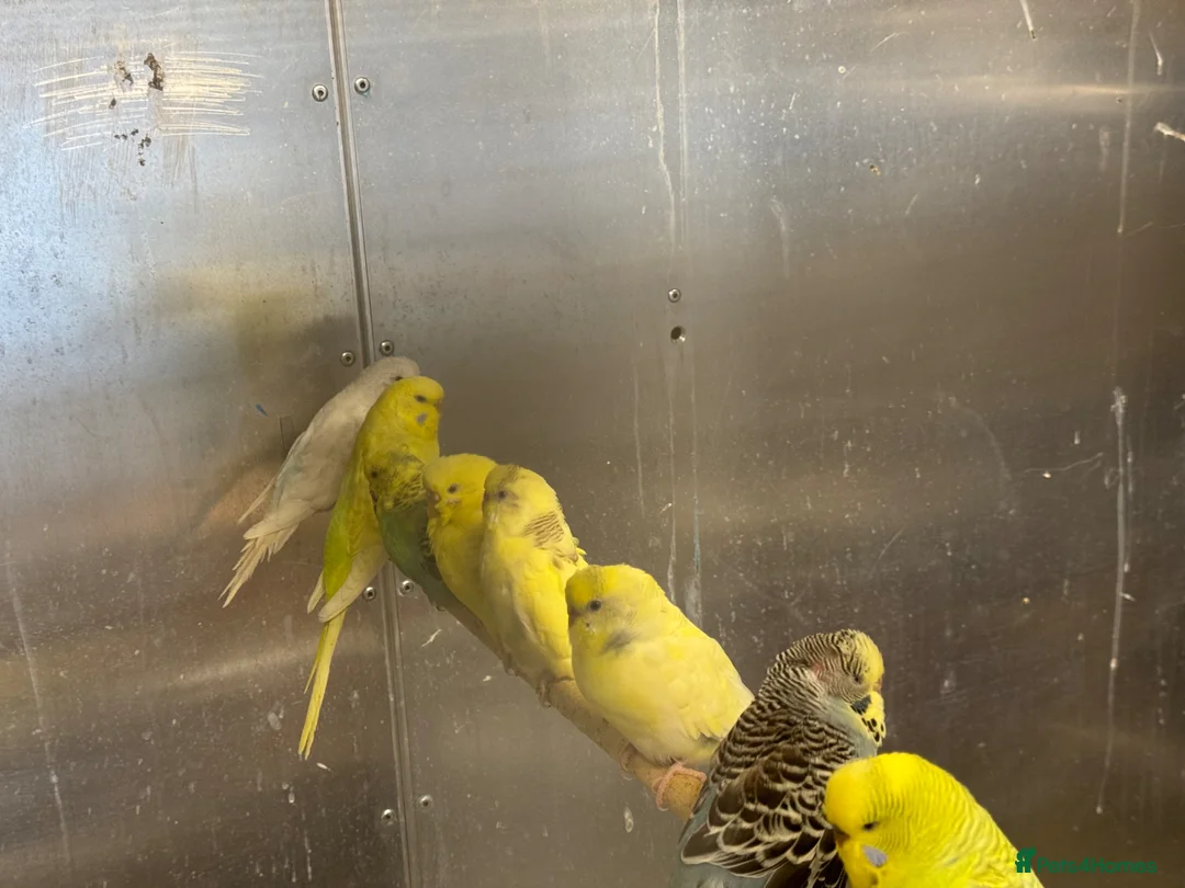 Budgerigars birds for sale: Mixed budgies  - Advert 4