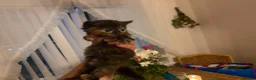 Mixed Breed cats for sale: 3 kittens for sale  - Advert 3
