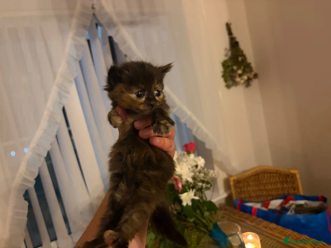 Mixed Breed cats for sale: 3 kittens for sale  - Advert 3