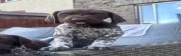 German Shorthaired Pointer dogs for sale: Ready to Leave 1 Male Left Otti 🐾🩵 - Advert 26