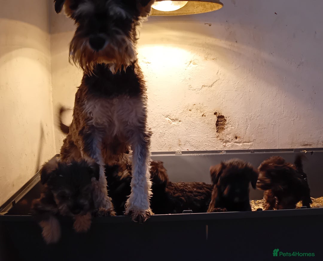 Mixed Breed dogs for sale: Schnoodle pups - Advert 1