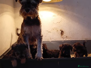 Mixed Breed dogs Schnoodle pups - Advert 6