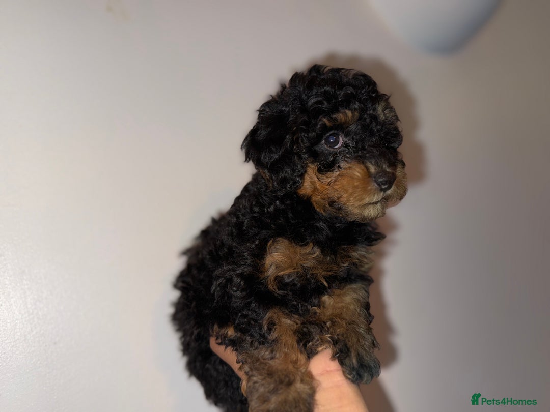 Cavapoo dogs for sale: Miniature cavapoos  - Image 6