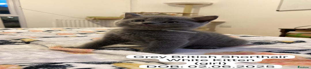 British Shorthair Kitten 6