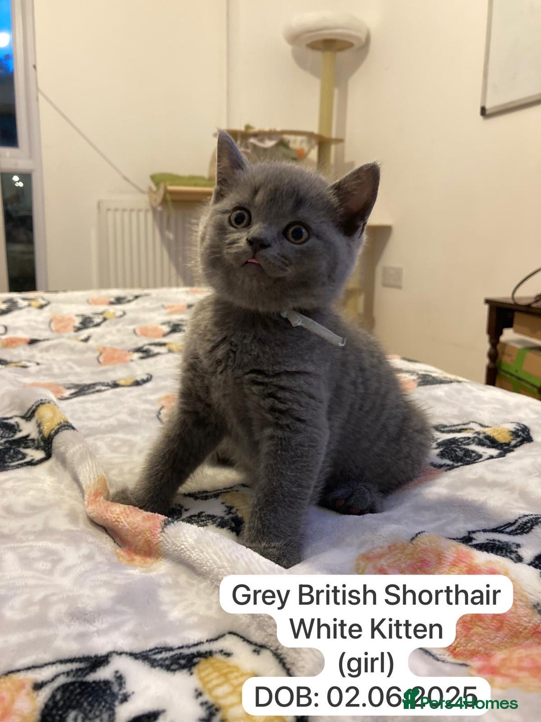 British Shorthair cats for sale: My 5 soft and fluffy BSH kitten looking a new home - Image 4