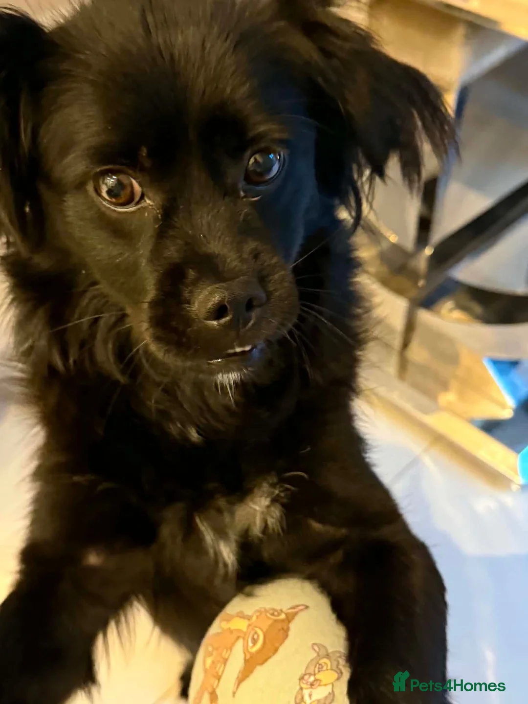Mixed Breed dogs for adoption: Meet Raisan - Advert 1