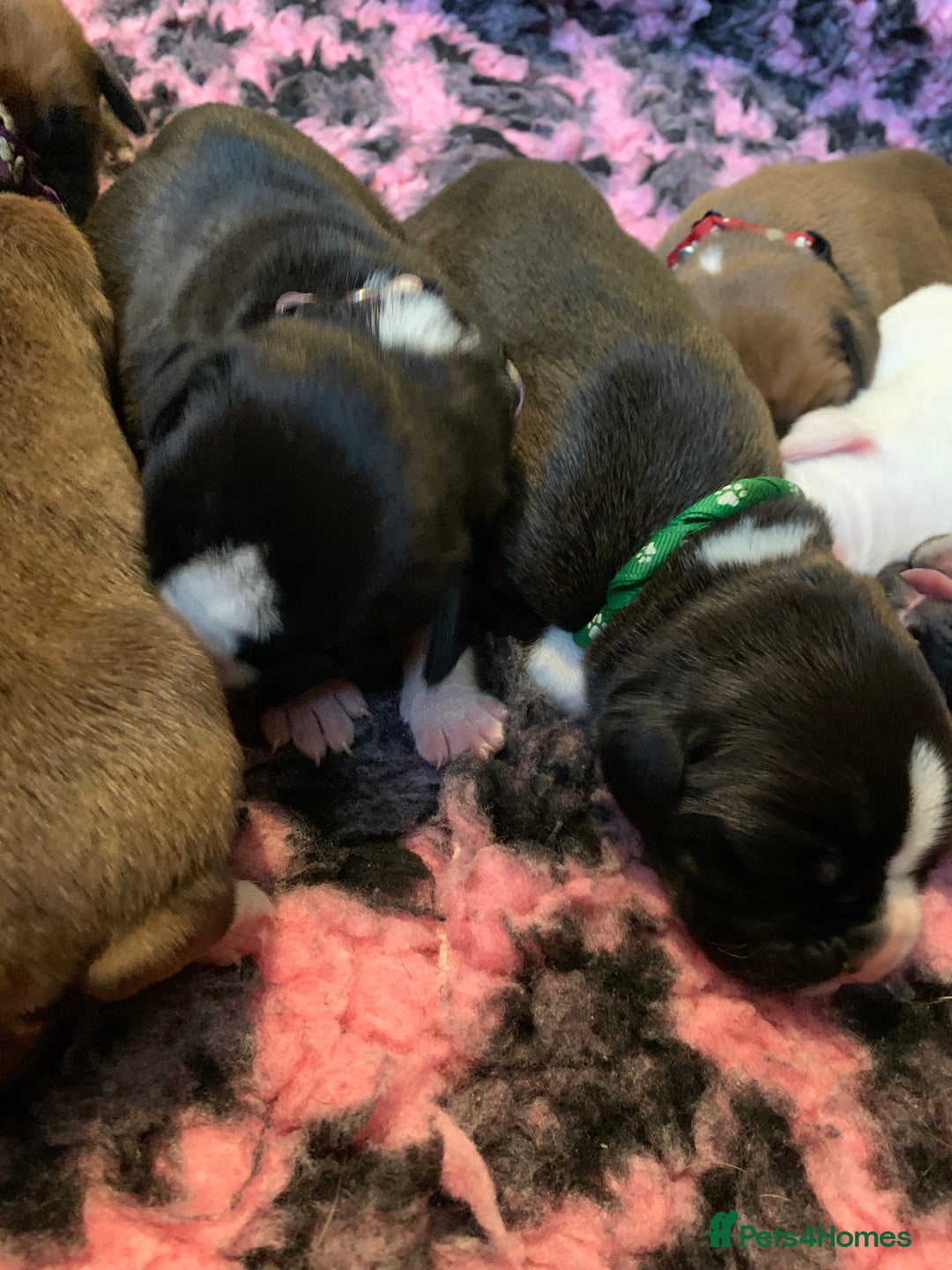 Boxer dogs for sale: KC registered Boxer Puppies - Image 2