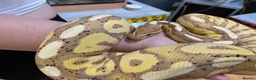 Mixed Breed reptiles for sale: 3 beautiful ball pythons 2 female one male  in Sheffield - Advert 6