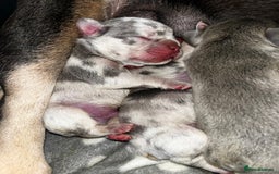 French Bulldog dogs for sale: Chunky frenchie puppies  - Image 7