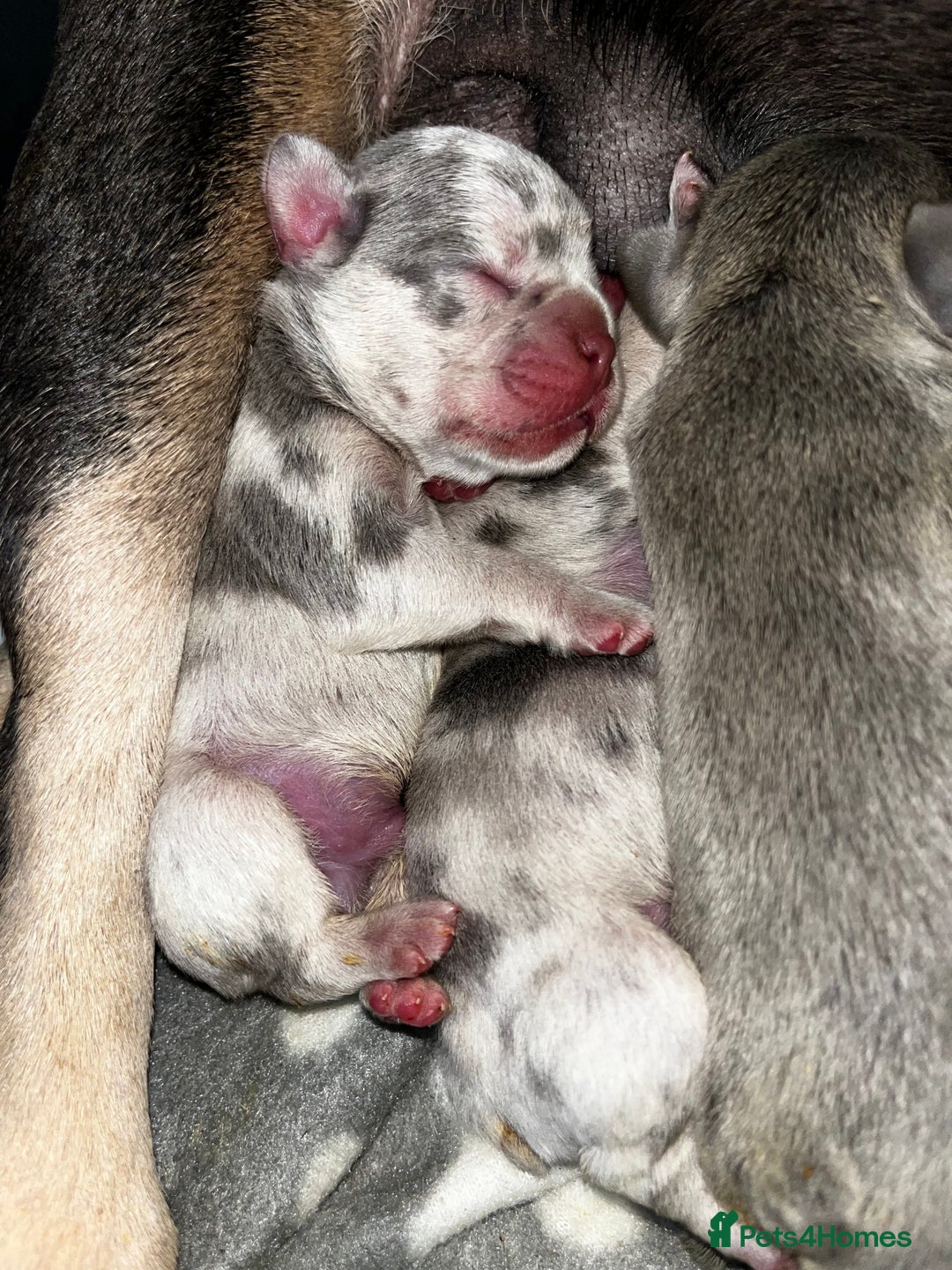 French Bulldog dogs for sale: Chunky frenchie puppies  - Image 7