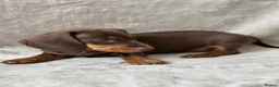 Miniature Dachshund dogs for sale: Chocolate and tan short haired mini dachshund  - Advert 16