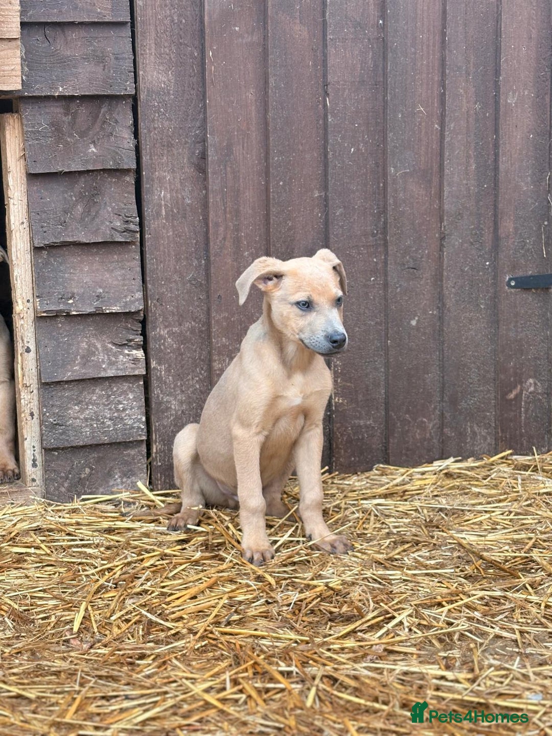 Mixed Breed dogs for sale: Mr crump  - Advert 6