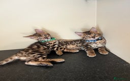 Bengal cats for sale: Available Pure Bengal kittens now! ♥️ - Image 9