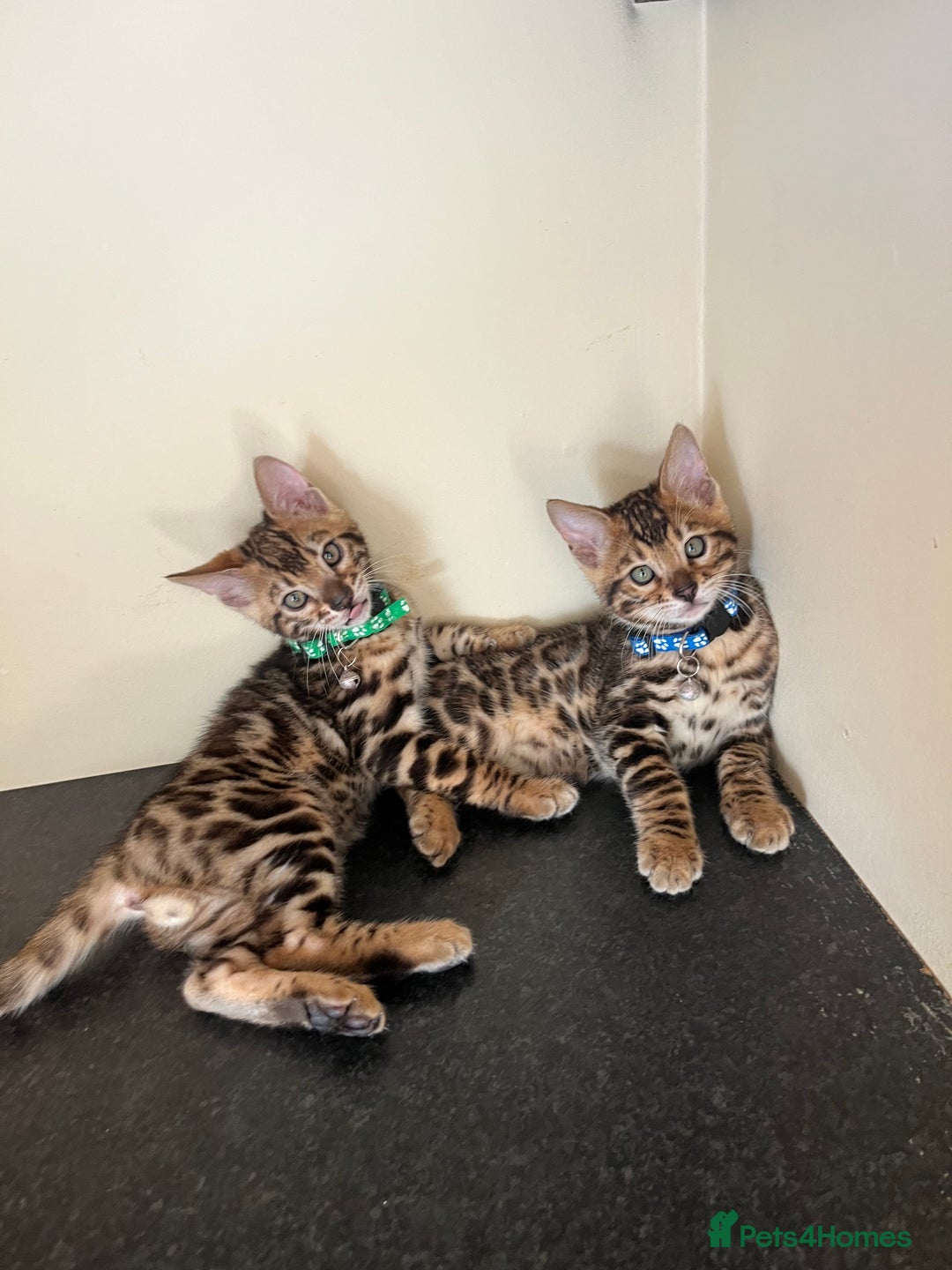 Bengal cats for sale: Available Pure Bengal kittens now! ♥️ - Image 9