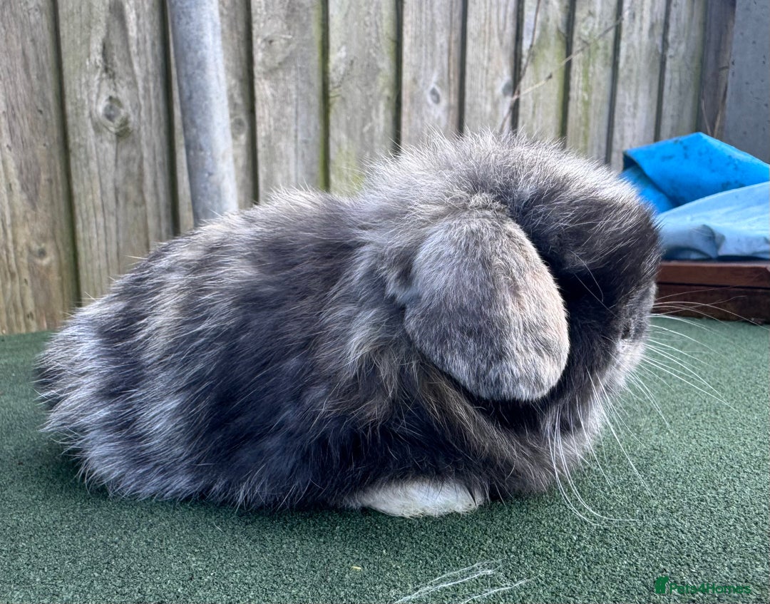 Mini Lop rabbits for sale: TOP QUALITY baby mini lops - Image 16