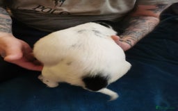 English Springer Spaniel dogs for sale: 9 Beautifully marked English Springer Spaniels  - Image 7